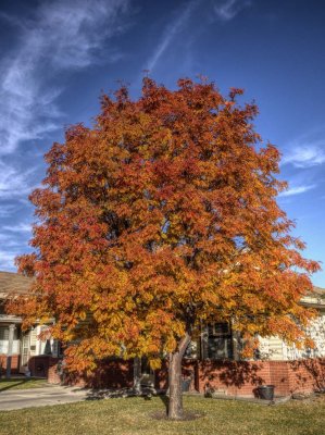 Mountain Ash Autumn Magic