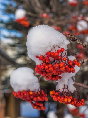 Mountain Ash berries ++