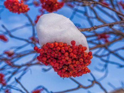 Mountain Ash (snow) berries