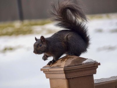 Black Squirrel