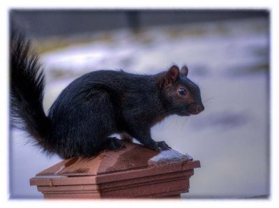 Black Squirrel