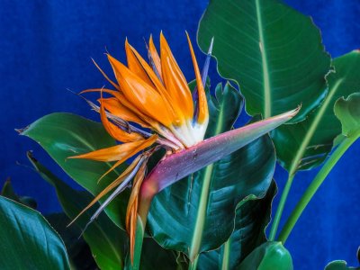 Bird of Paradise - 1 month later