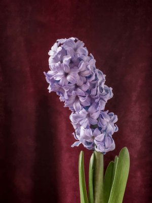 Hyacinth Painting