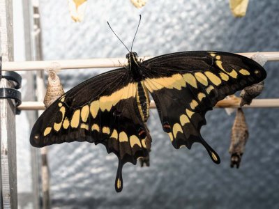 Just emerged swallowtail