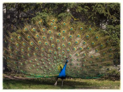 Peacock Dance