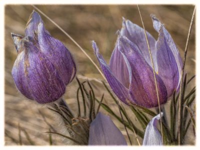 Spring Crocus