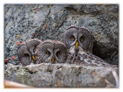 Great Gray Owl Family