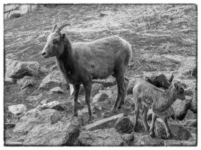 Bighorn Sheep (female and lamb)