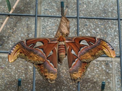 Atlas Moth (female newborn)