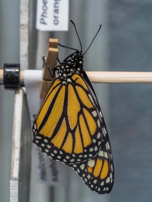 Monarch (newborn)