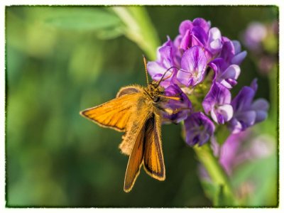 Garita Skipperling on Tufted Vetch