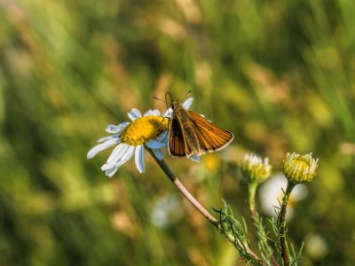 Garita Skipperling on Daisy