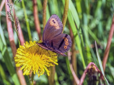 Common Alpine on Dandelion