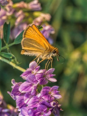 Garita Skipperling on Tufted Vetch