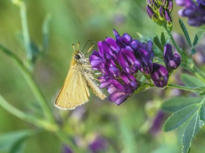 Garita Skipperling on Tufted Vetch