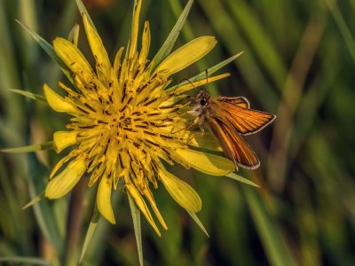 Garita Skipperling on Yellow Salsify/Common Goatsbeard