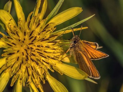 Garita Skipperling on Yellow Salsify/Common Goatsbeard