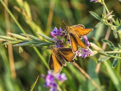 Garita Skipperlings on Tufted Vetch