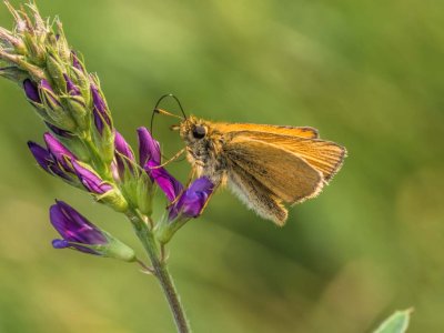 Garita Skipperling on Tufted Vetch