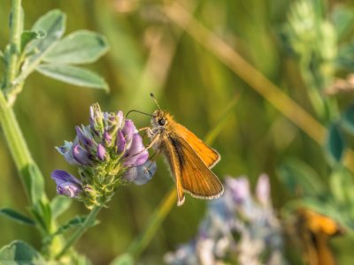 Garita Skipperling on Tufted Vetch