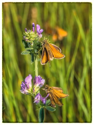 Garita Skipperlings on Tufted Vetch