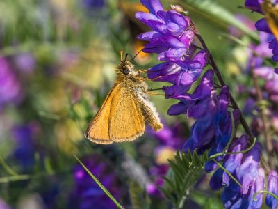 Garita Skipperling on Tufted Vetch