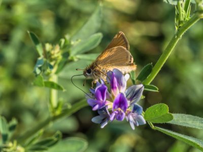 Garita Skipperling on Tufted Vetch