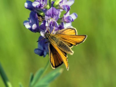 Garita Skipperling on Tufted Vetch