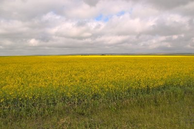 Canola Fields near Fort MacLeod (P7253404.jpg)