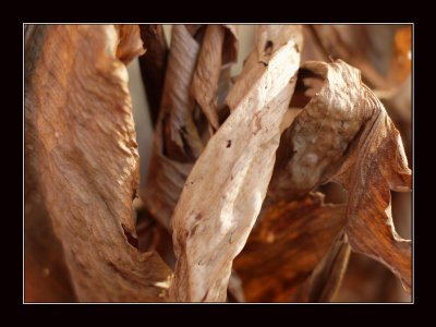 dried flowres