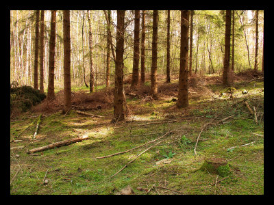 Green Pasture of trees