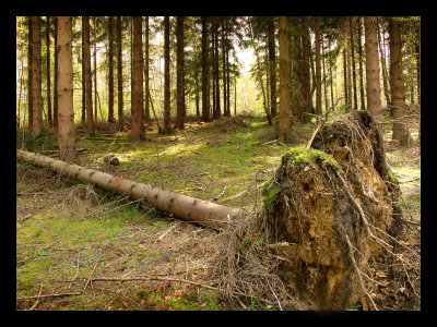 Tree Roots