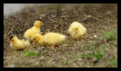 yellow fluffy ducks