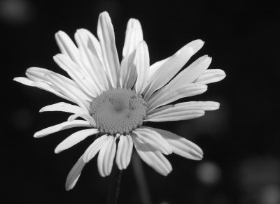 bandwhite flower.jpg