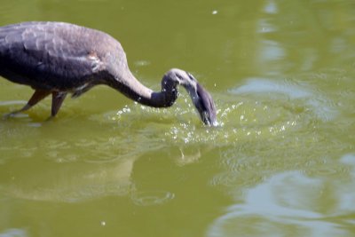 Another catch Sequence #1