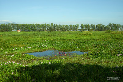 Of Birds and Lilies L1009788 1.jpg