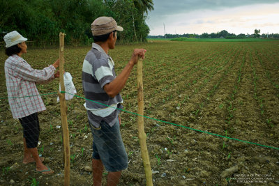 Children of the Corn L1008053.jpg