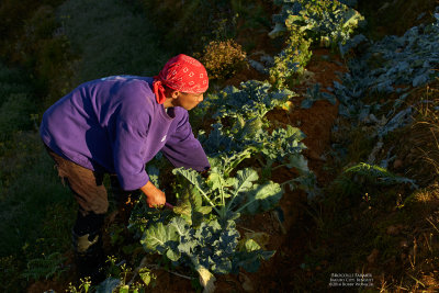 Brocolli Farmer L1002524.jpg