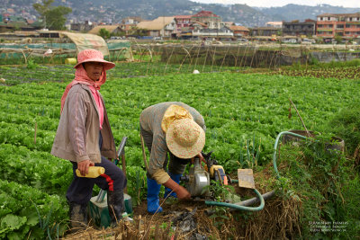 Strawberry Farmers L1002802.jpg