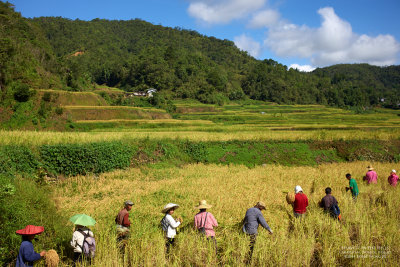 Harvest in the Hills L1004554 1-PFM.jpg