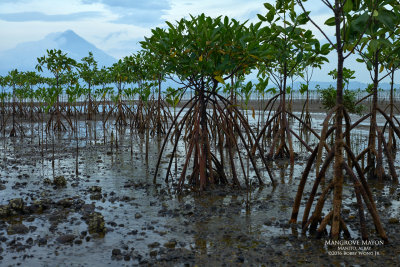 mangroves.jpg