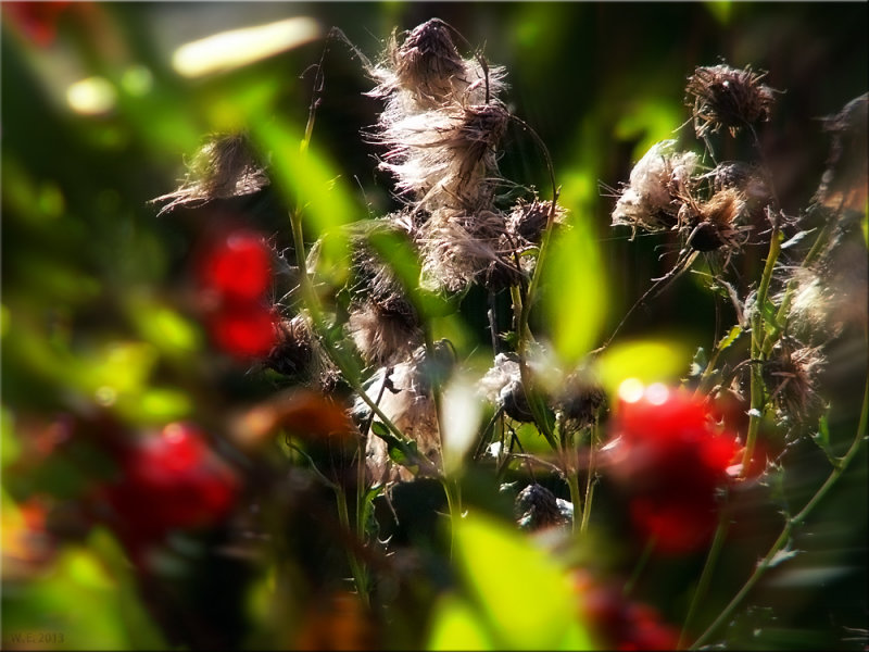 06: with seeds