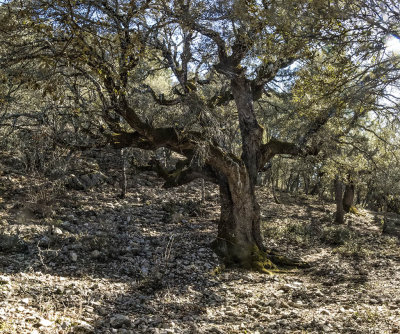 Encina vieja