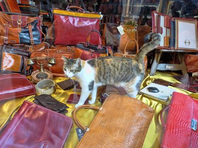 The shop window visitor...