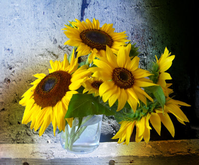 Sunflower 97