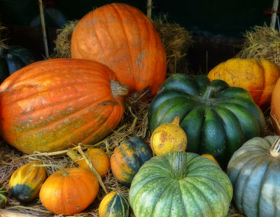 The pumpkins of Begnins