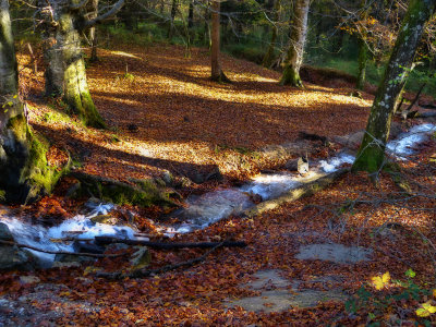 The Fairies' Pond stream