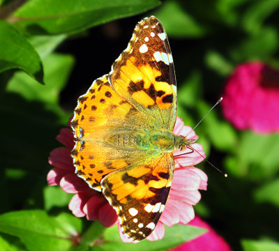 Flying summer visitor....