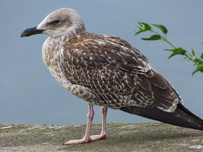 A Portrait of a Seagull as a Young Bird...