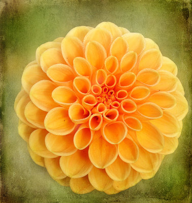 The last dahlia...